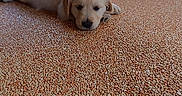 Bora participe au concours pour gagner de l'argent avec cette photo : puppy, dog, golden_retriever, lying_down, floor, pebble_floor, table_leg, outdoor, pet, cute, sleepy, young_dog, animal, resting, fur, head, small_dog, domestic_animal, canine, adorable