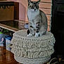 cat, indoor, furniture, stool, fringe, wooden_leg, pet, animal, cozy, decor, basket, container, floor, wall, curious, sitting, feline, home, domestic, quiet