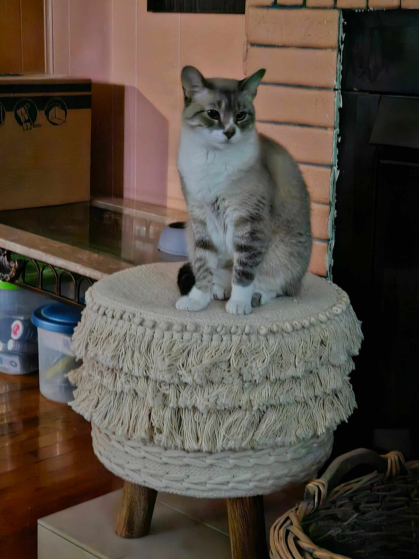 Jojo joined the competition — help win amazing prizes! cat, indoor, furniture, stool, fringe, wooden_leg, pet, animal, cozy, decor, basket, container, floor, wall, curious, sitting, feline, home, domestic, quiet