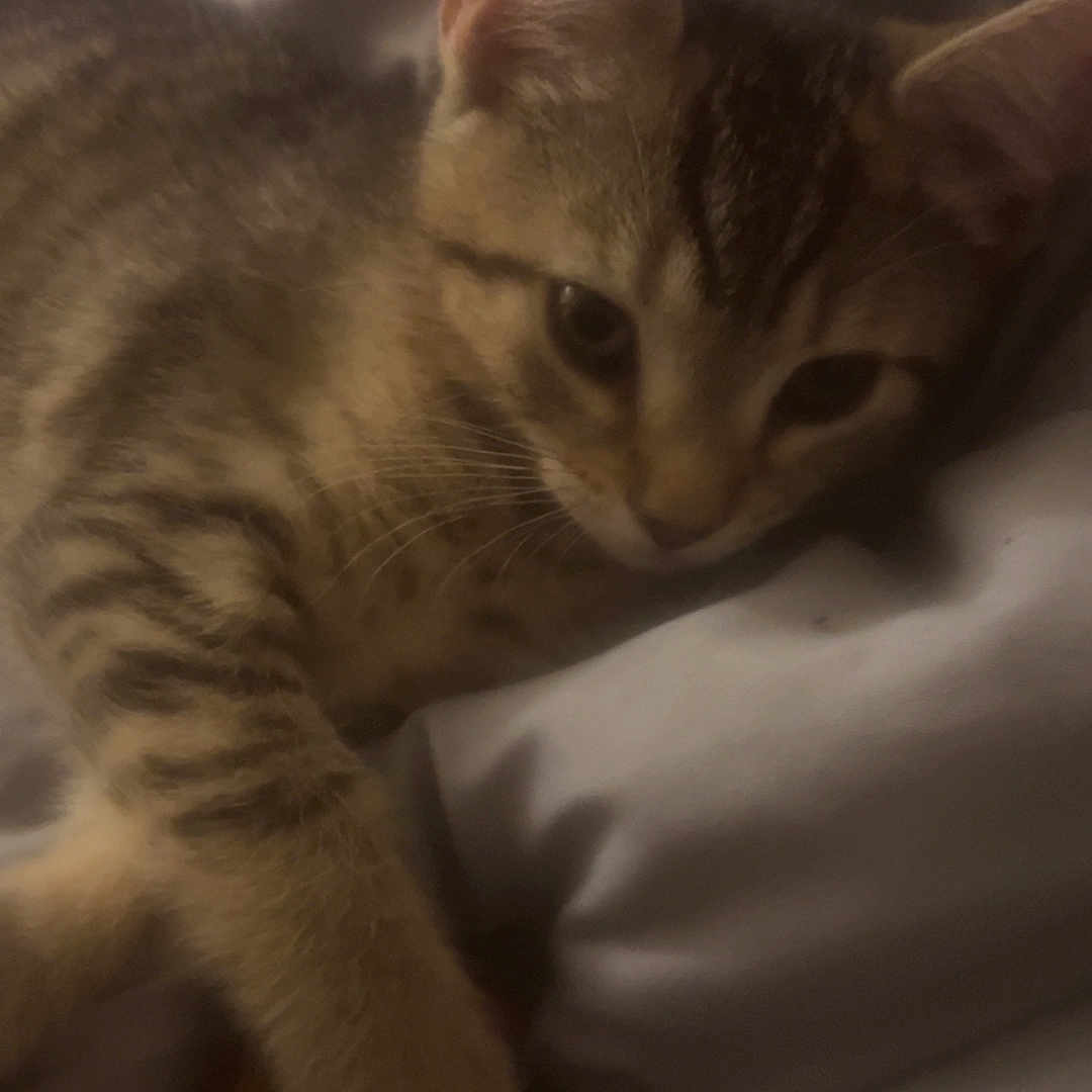 Mochi Dior is registered to the contest to win money with this photo: animal, bed, blanket, cat, closeup, comfort, cozy, cute, feline, hand, indoor, interaction, kitten, paw, pet, resting, soft, tabby, touch, warm