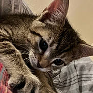 Mochi Dior is registered to the contest to win money with this photo: cat, kitten, tabby, paw, close_up, pet, feline, striped, fabric, curious, whiskers, ears, indoor, cute, animal, young, soft, resting, playful, cozy