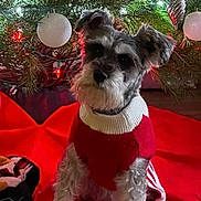 Fiji Boo joined the competition — help win amazing prizes! dog, christmas_tree, ornaments, red_sweater, holiday, decorations, lights, plush_toy, red_tree_skirt, indoor, pet, cute, festive, small_dog, fur, sitting, holiday_season, christmas, cozy, decor