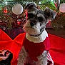 dog, christmas_tree, ornaments, red_sweater, holiday, decorations, lights, plush_toy, red_tree_skirt, indoor, pet, cute, festive, small_dog, fur, sitting, holiday_season, christmas, cozy, decor