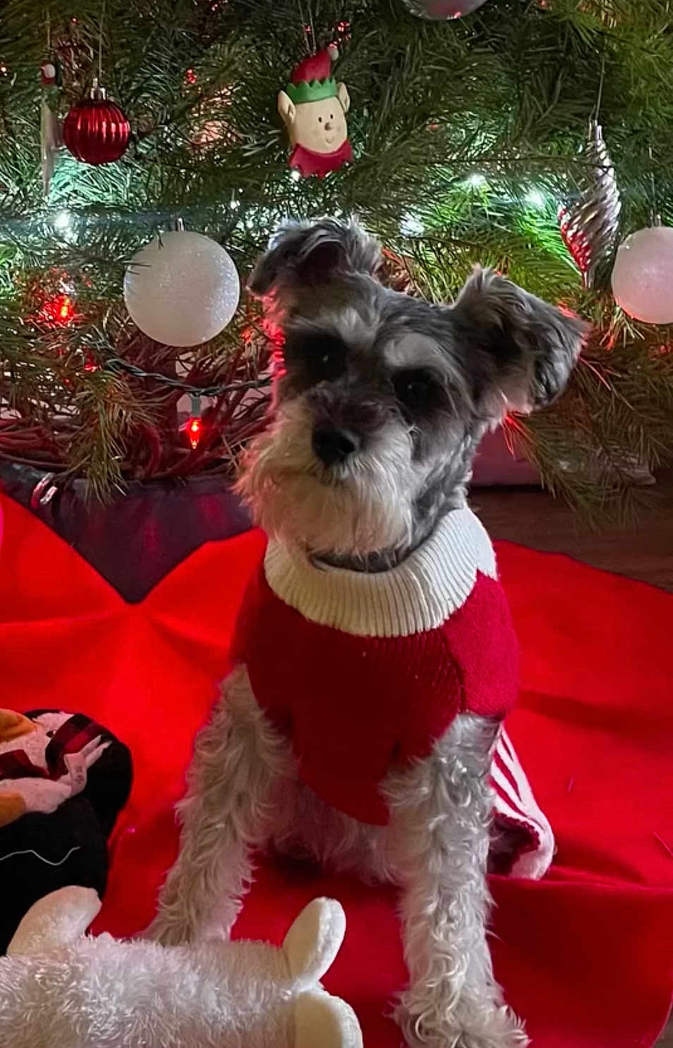 Fiji Boo joined the competition — help win amazing prizes! dog, christmas_tree, ornaments, red_sweater, holiday, decorations, lights, plush_toy, red_tree_skirt, indoor, pet, cute, festive, small_dog, fur, sitting, holiday_season, christmas, cozy, decor