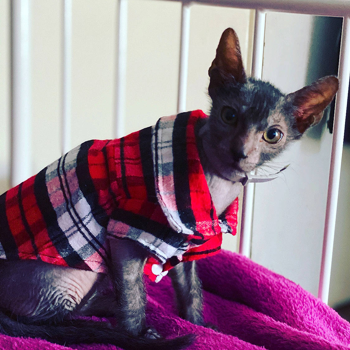 Garth joined the competition — help win amazing prizes! canidae, carnivore, cat, companion_dog, cornish_rex, design, devon_rex, dog_clothes, donskoy, felidae, mammal, pattern, peterbald, plaid, rex_cat, small_to_medium_sized_cats, sphynx, tartan, textile, vertebrate