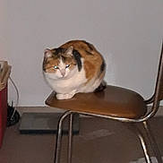 Minette participe au concours pour gagner de l'argent avec cette photo : cat, calico, chair, indoor, pet, animal, feline, sitting, furniture, floor, reflection, flash, blur, brown, white, black, orange, domestic, household, quiet