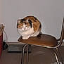 cat, calico, chair, indoor, pet, animal, feline, sitting, furniture, floor, reflection, flash, blur, brown, white, black, orange, domestic, household, quiet