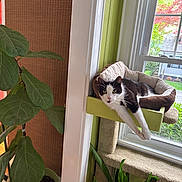 Milo joined the competition — help win amazing prizes! black_and_white_cat, cat, cat_bed, cozy, curious, domestic_cat, furniture, greenery, home_interior, houseplant, indoor, leaf, nature, pet, plant_pot, relaxed, stretching, sunlight, window, window_view