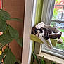 black_and_white_cat, cat, cat_bed, cozy, curious, domestic_cat, furniture, greenery, home_interior, houseplant, indoor, leaf, nature, pet, plant_pot, relaxed, stretching, sunlight, window, window_view