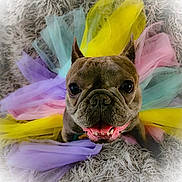 Sophie- Rose is registered to the contest to win money with this photo: adorable, animal, closeup, colorful, costume, cute, dog, fluffy, french_bulldog, furry, happy, indoor, pastel_colors, pet, playful, portrait, rug, smiling, tulle, tutu