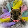 adorable, animal, closeup, colorful, costume, cute, dog, fluffy, french_bulldog, furry, happy, indoor, pastel_colors, pet, playful, portrait, rug, smiling, tulle, tutu