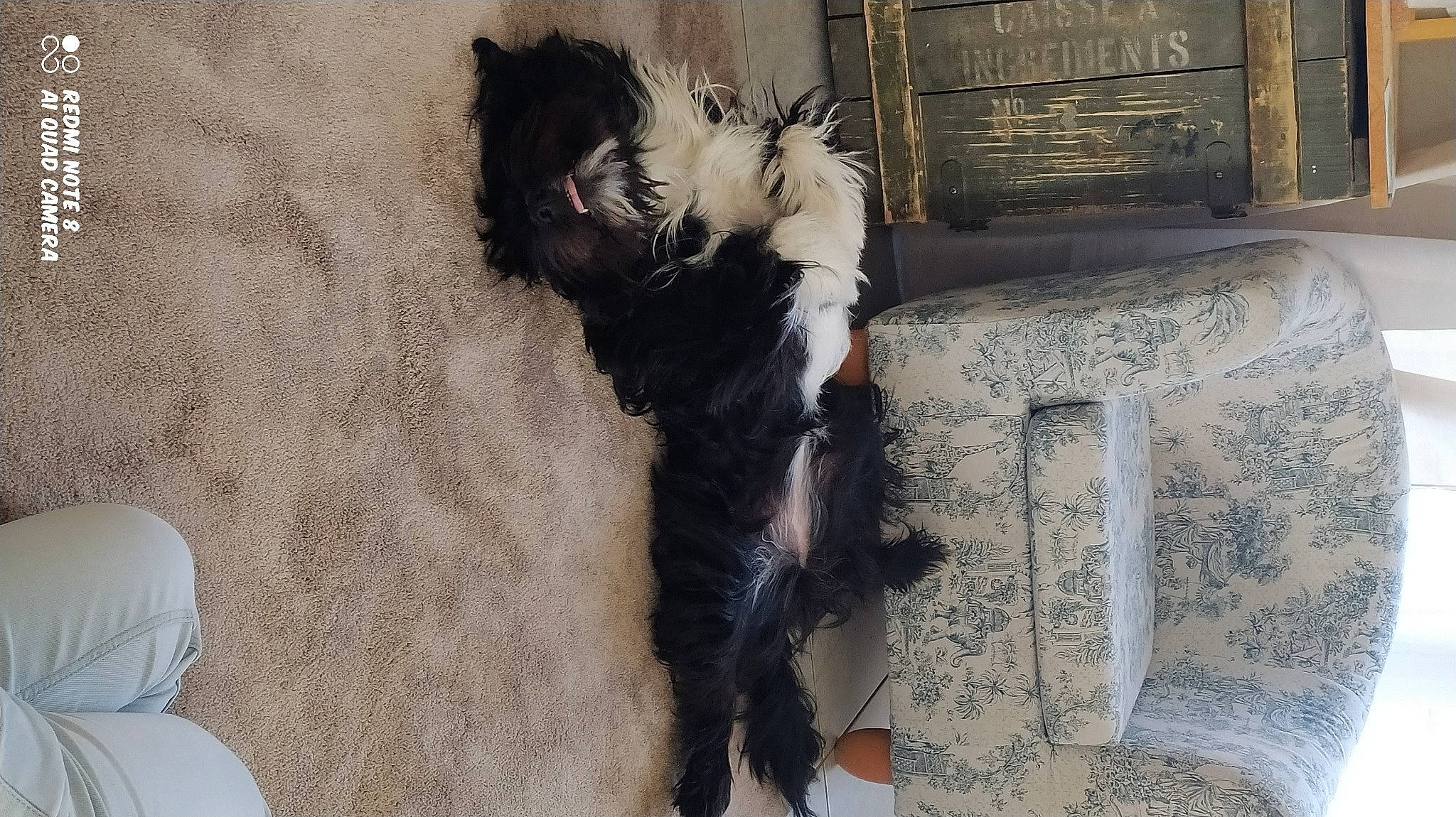 Roza a rejoint le concours — aidez-le/la à gagner de superbes lots ! canidae, carnivore, cat, claw, comfort, companion_dog, dog_breed, felidae, flooring, fur, grey, human_leg, leg, natural_material, paw, small_to_medium_sized_cats, snout, sporting_group, tail, whiskers