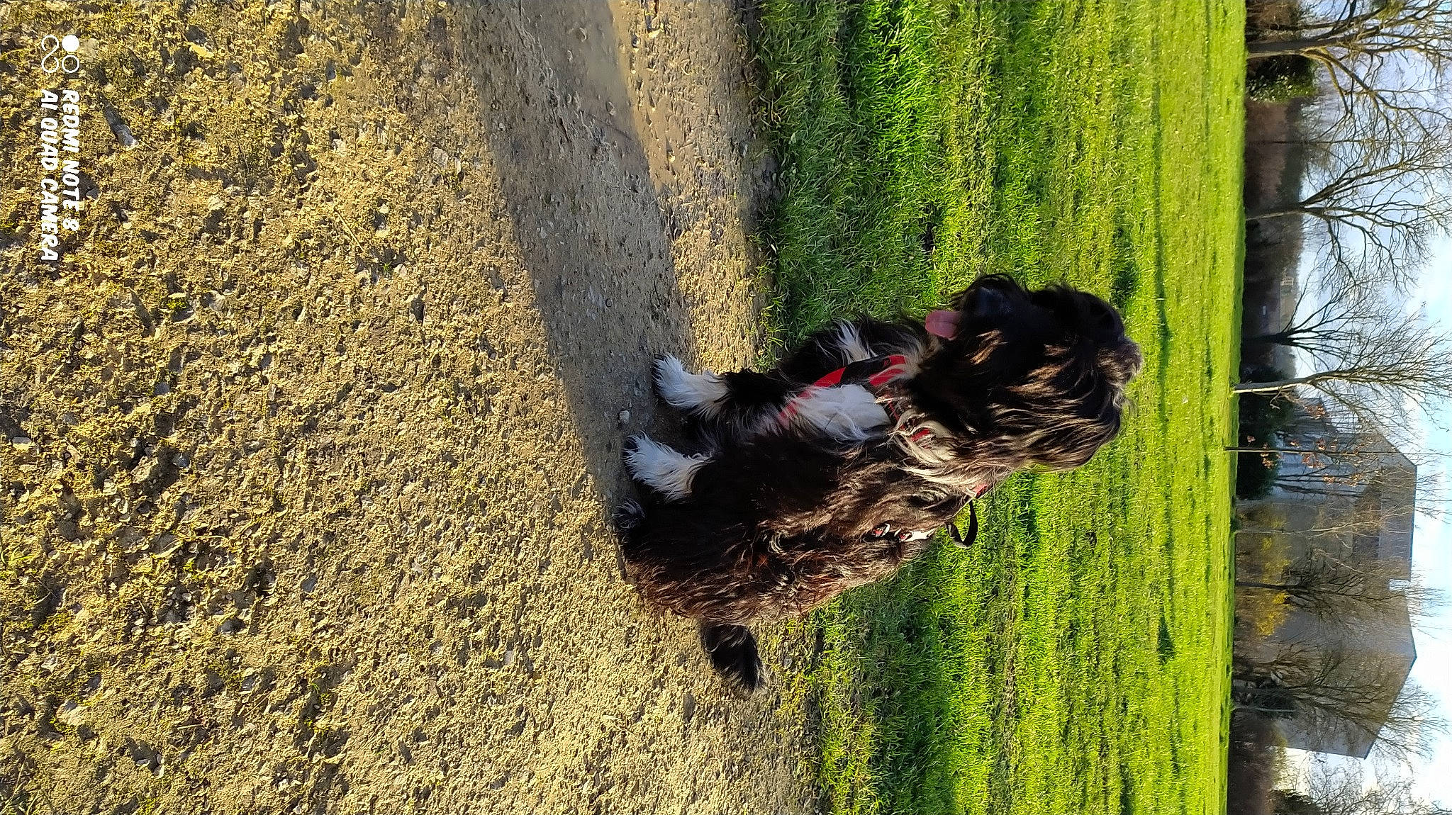 Roza participe au concours pour gagner de l'argent avec cette photo : adventure, asphalt, forest, fun, grass, grass_family, landscape, leisure, people_in_nature, plant, recreation, reflection, road_surface, shadow, soil, tints_and_shades, toddler, tree, trunk, wood