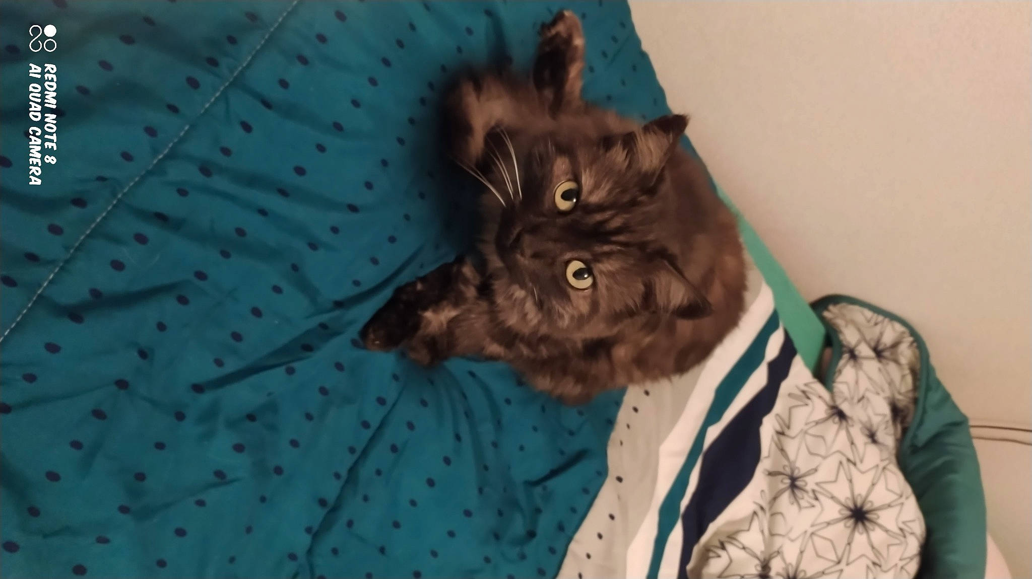 Metisse participe au concours pour gagner de l'argent avec cette photo : black_cat, carnivore, cat, claw, dog_breed, domestic_short_haired_cat, felidae, fur, liver, pattern, sleeve, small_to_medium_sized_cats, tail, terrestrial_animal, whiskers