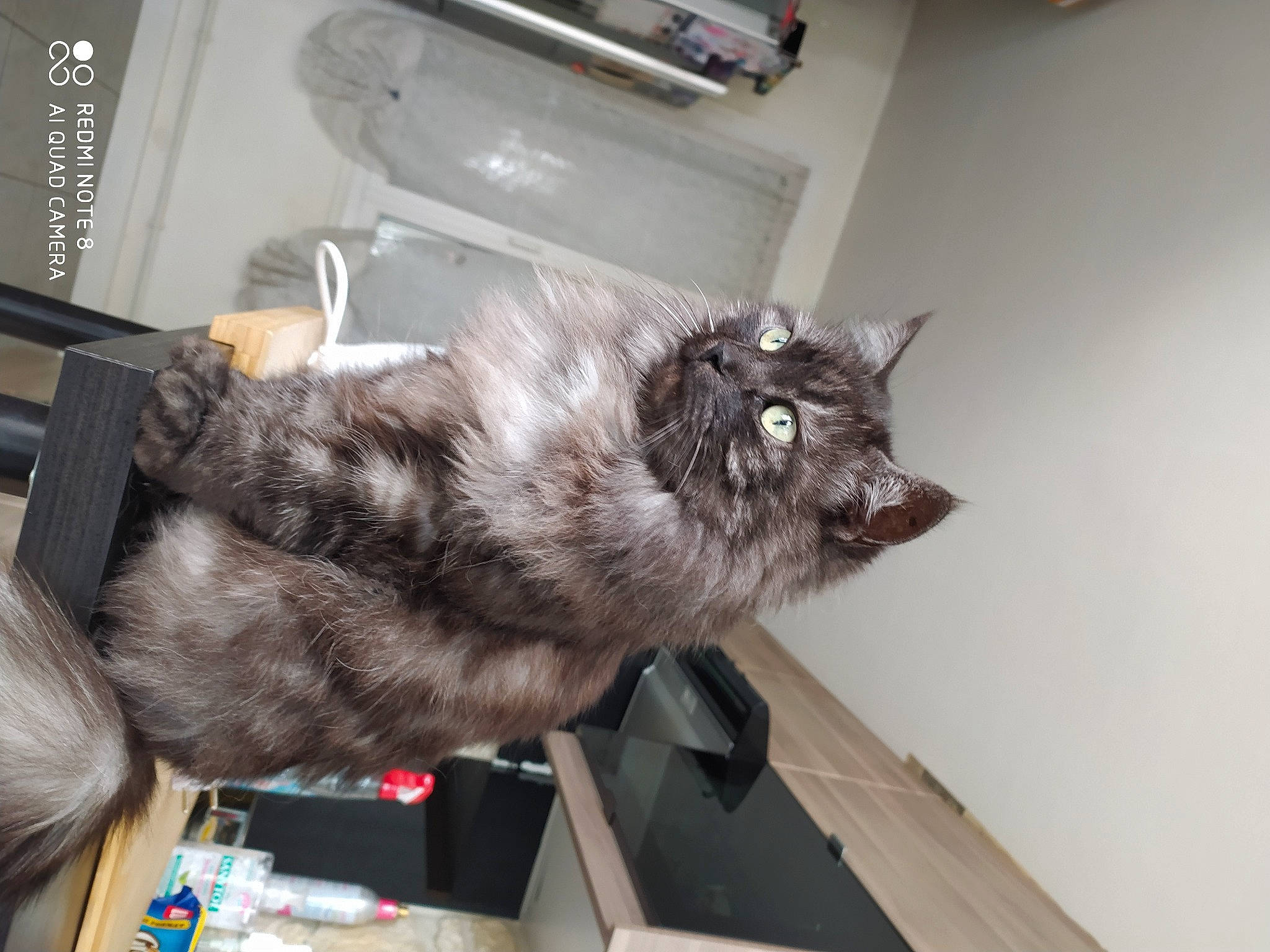 Metisse a rejoint le concours — aidez-le/la à gagner de superbes lots ! box, carnivore, cat, claw, dog_breed, domestic_short_haired_cat, felidae, fur, paw, small_to_medium_sized_cats, tail, whiskers