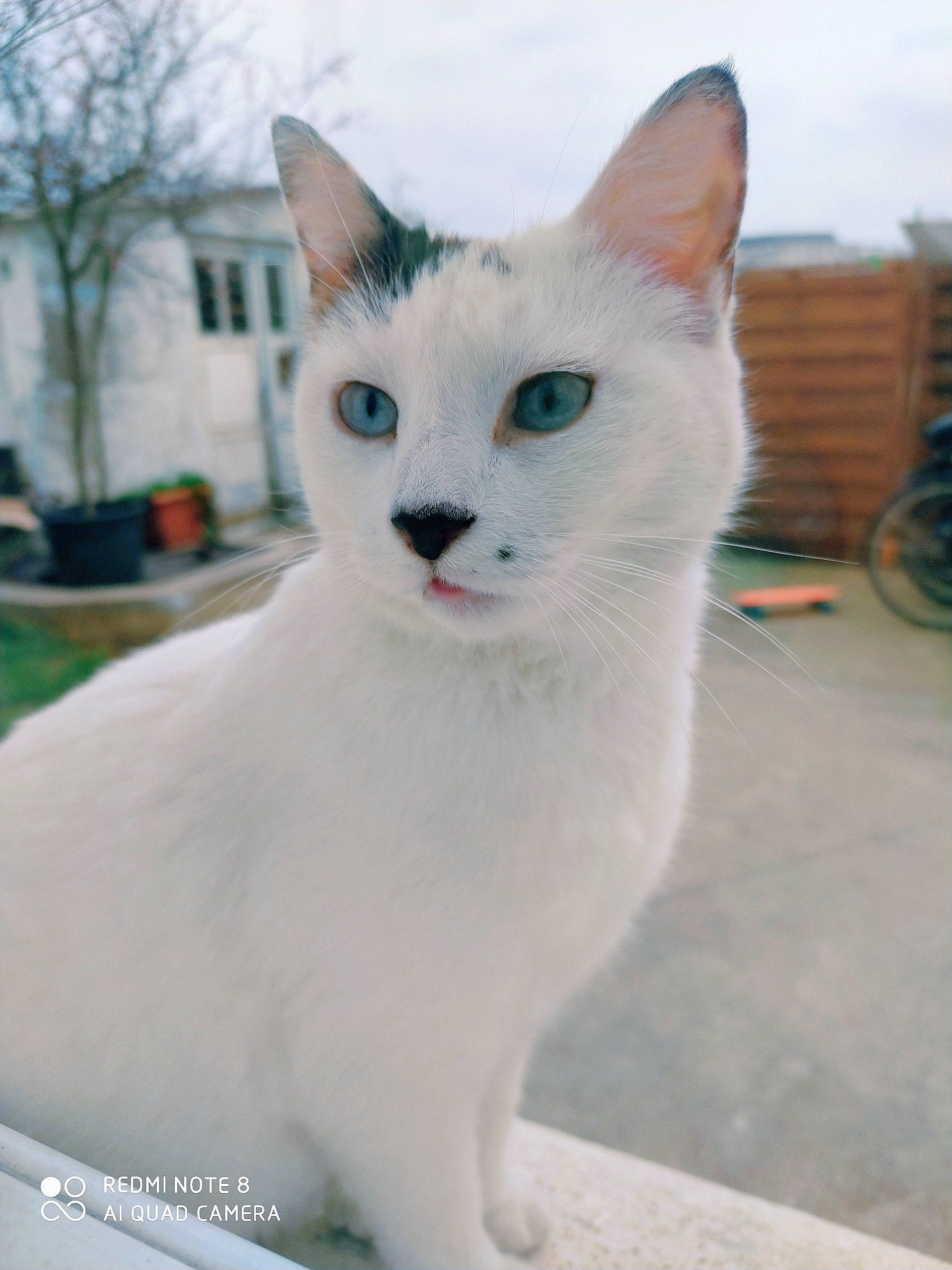 Lyla participe au concours pour gagner de l'argent avec cette photo : bicycle_wheel, building, carnivore, cat, collar, domestic_short_haired_cat, felidae, fur, plant, sky, small_to_medium_sized_cats, snout, tail, tree, whiskers, window