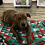 Hazel is registered to the contest to win money with this photo: dog, puppy, brindle, blanket, floor, indoor, pet, animal, canine, laying_down, looking_up, ears, paws, fur, cute, domestic, young, resting, home, patterned_blanket
