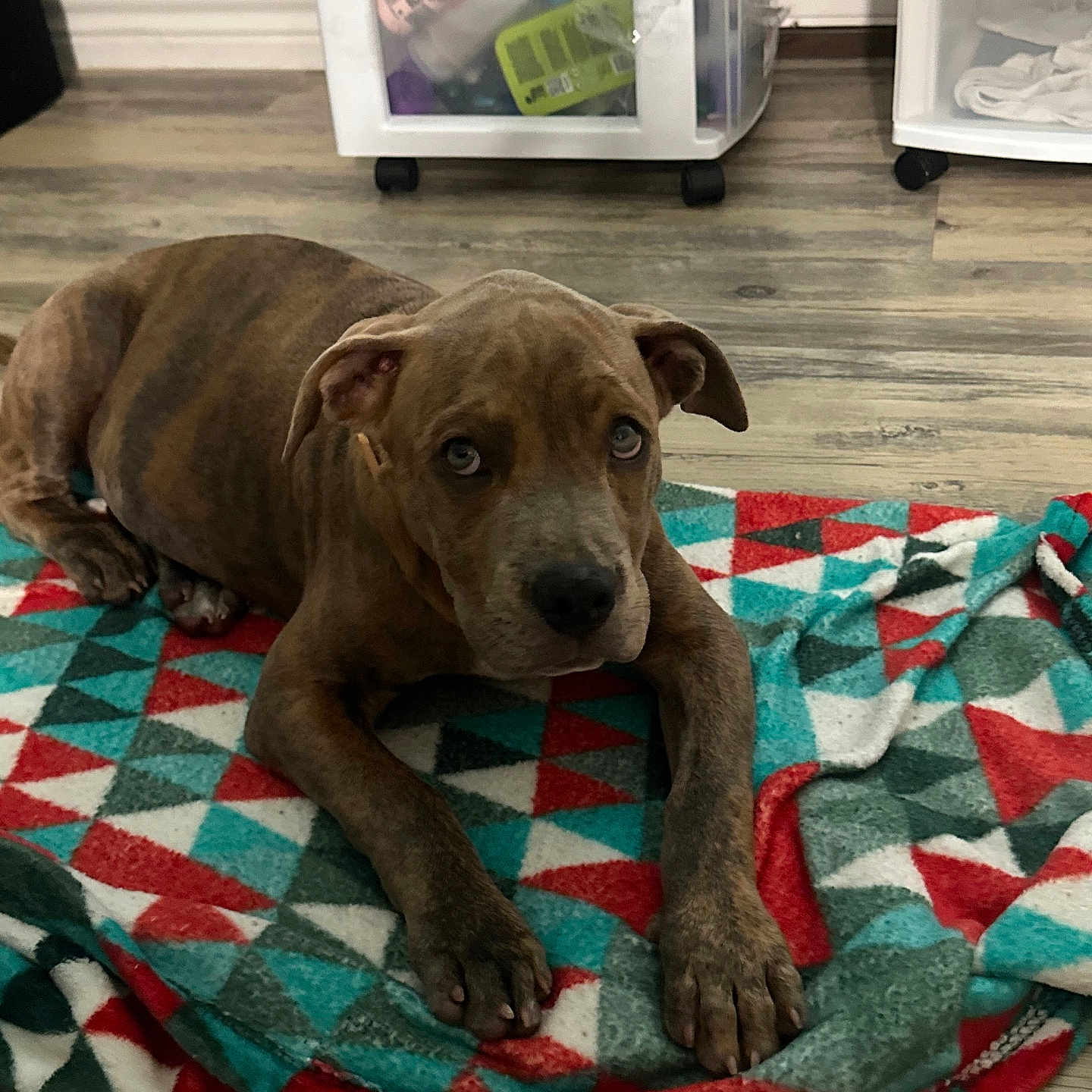 Hazel is registered to the contest to win money with this photo: animal, blanket, brindle, canine, cute, dog, domestic, ears, floor, fur, home, indoor, laying_down, looking_up, patterned_blanket, paws, pet, puppy, resting, young