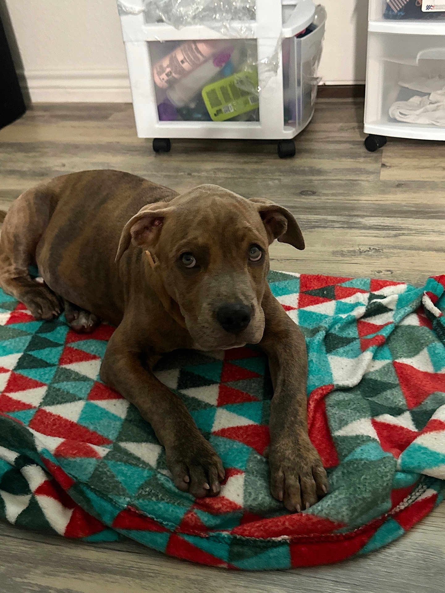 Hazel is registered to the contest to win money with this photo: dog, puppy, brindle, blanket, floor, indoor, pet, animal, canine, laying_down, looking_up, ears, paws, fur, cute, domestic, young, resting, home, patterned_blanket