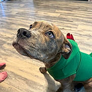 Hazel joined the competition — help win amazing prizes! dog, puppy, green_hoodie, indoor, wooden_floor, curious, looking_up, pet, canine, brown_fur, ears, eyes, nose, paws, flooring, clothing, domestic, animal, cute, bare_feet