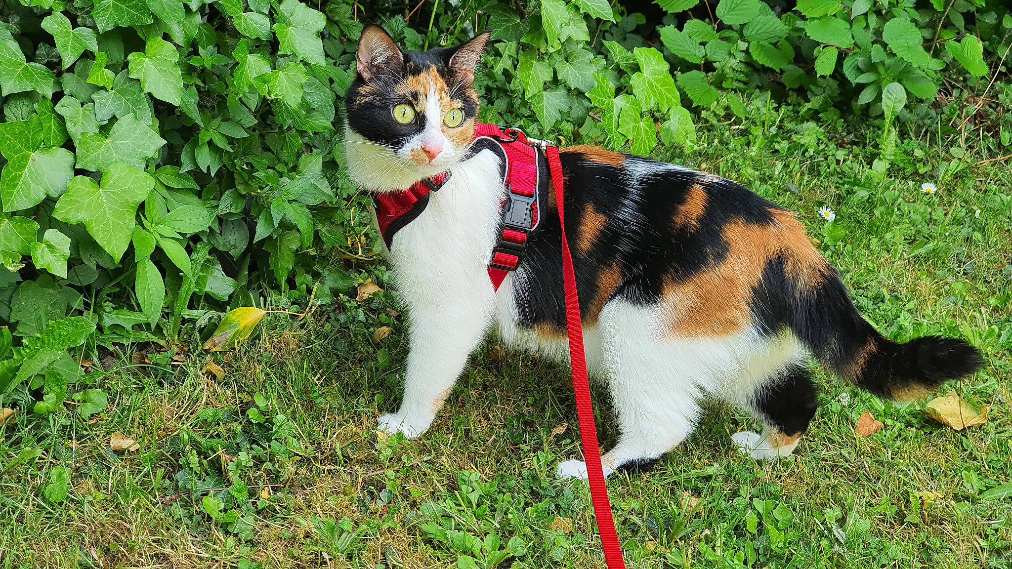 Neytiri participe au concours pour gagner de l'argent avec cette photo : adventure, aegean_cat, canidae, carnivore, cat, domestic_short_haired_cat, european_shorthair, felidae, fur, grass, grass_family, kitten, leash, organism, plant, small_to_medium_sized_cats, tail, tree, whiskers