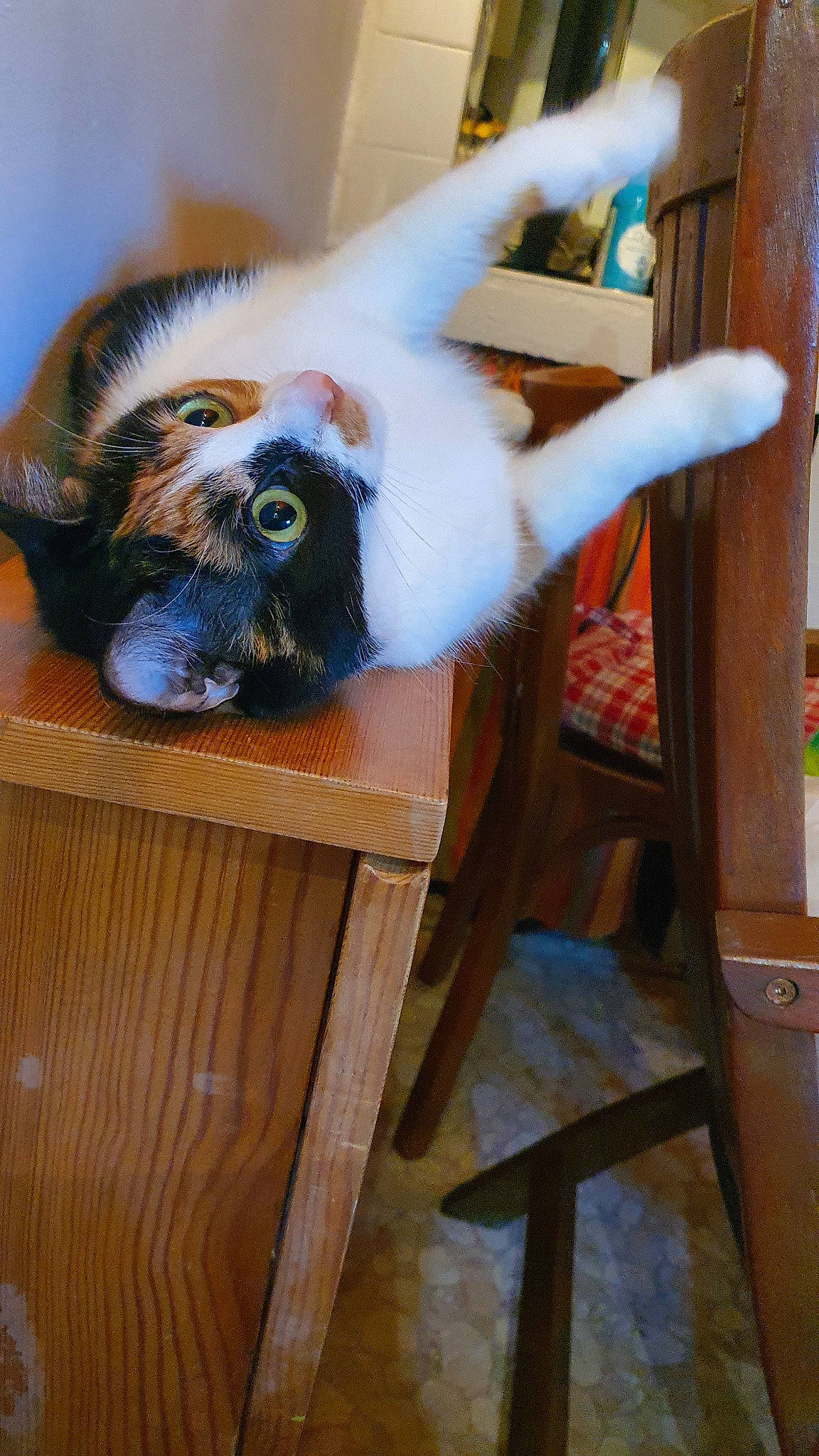 Neytiri participe au concours pour gagner de l'argent avec cette photo : cat, fawn, fur, wood