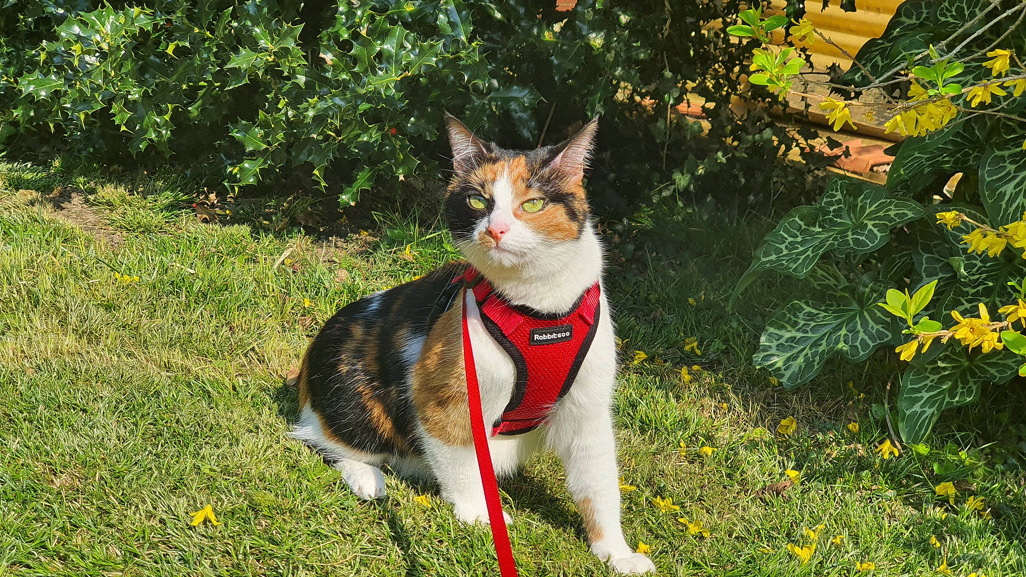 Neytiri participe au concours pour gagner de l'argent avec cette photo : aegean_cat, american_wirehair, canidae, carnivore, cat, domestic_short_haired_cat, european_shorthair, fawn, felidae, fur, garden, grass, leaf, mammal, plant, small_to_medium_sized_cats, tail, tree, vertebrate, whiskers