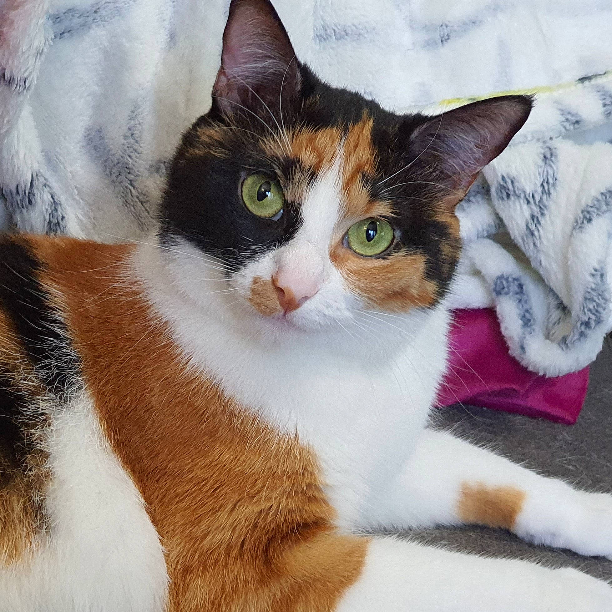 Neytiri participe au concours pour gagner de l'argent avec cette photo : aegean_cat, american_wirehair, carnivore, cat, domestic_short_haired_cat, european_shorthair, eye, fawn, felidae, fur, german_rex, japanese_bobtail, kitten, mammal, polydactyl_cat, small_to_medium_sized_cats, vertebrate, whiskers