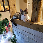 Aska participe au concours pour gagner de l'argent avec cette photo : cat, tabby_cat, wood, brick_wall, indoor, christmas_tree, lights, decorations, furniture, animal, pet, curious, resting, cozy, holiday, festive, white_feathers, wooden_beam, wall, house