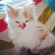 Cookie participe au concours pour gagner de l'argent avec cette photo :