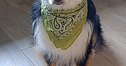 Uros participe au concours pour gagner de l'argent avec cette photo : dog, bandana, green_bandana, pet, animal, canine, fur, indoor, wooden_floor, sitting, looking_at_camera, tricolor, cute, domestic_animal, companion, friendly, portrait, alert, ears, paws