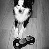 Uros participe au concours pour gagner de l'argent avec cette photo : animal, black_and_white, border_collie, dog, fluffy, focused, fur, indoor, long_hair, looking_at_camera, monochrome, paws, pet, photography, playful, portrait, sitting, squeaky_toy, toy, wooden_floor