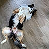 dog, lying_down, floor, wooden_floor, tricolor, fluffy, pet, domestic_animal, relaxed, playful, indoor, canine, fur, tail, paws, animal, companion, cute, resting, laying