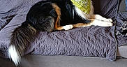 Uros a rejoint le concours — aidez-le/la à gagner de superbes lots ! animal, bandana, black_and_white, brown_markings, companion, couch, cozy, dog, domestic, fur, home, indoor, living_room, looking_at_camera, pet, quilted_cover, relaxed, resting, tail, wooden_floor