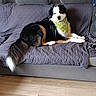 dog, bandana, couch, quilted_cover, living_room, wooden_floor, pet, black_and_white, brown_markings, fur, tail, indoor, resting, looking_at_camera, cozy, domestic, animal, companion, relaxed, home