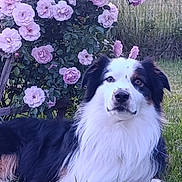 Uros a rejoint le concours — aidez-le/la à gagner de superbes lots ! dog, grass, flower, rose, pink_flower, greenery, outdoor, nature, pet, canine, fur, garden, leaf, plant, animal, muzzle, portrait, laying_down, fluffy, tricolor