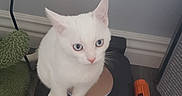 Socks is registered to the contest to win money with this photo: cat, kitten, white_cat, blue_eyes, robotic_vacuum, vacuum_cleaner, floor, wood_floor, plug, electrical_outlet, cord, green_rug, indoor, pet, animal, feline, curious, sitting, small, household