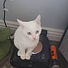 cat, kitten, white_cat, blue_eyes, robotic_vacuum, vacuum_cleaner, floor, wood_floor, plug, electrical_outlet, cord, green_rug, indoor, pet, animal, feline, curious, sitting, small, household