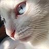 Socks joined the competition — help win amazing prizes! cat, white_cat, close_up, blue_eyes, fur, whiskers, pet, animal, portrait, face, profile, soft_light, indoor, cute, domestic_cat, mammal, feline, nose, eye, whisker