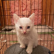 Socks joined the competition — help win amazing prizes! kitten, cat, white_cat, blue_eyes, pet, cage, wire_cage, indoor, curious, feline, animal, young, cute, gray_cushion, close_up, looking_at_camera, small, fur, whiskers, ears