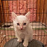 kitten, cat, white_cat, blue_eyes, pet, cage, wire_cage, indoor, curious, feline, animal, young, cute, gray_cushion, close_up, looking_at_camera, small, fur, whiskers, ears