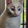 Socks is registered to the contest to win money with this photo: cat, white_cat, blue_eyes, indoor, door, window, greenery, pet, animal, feline, close_up, curious, face_markings, ears, whiskers, fur, domestic_animal, looking, sitting, home