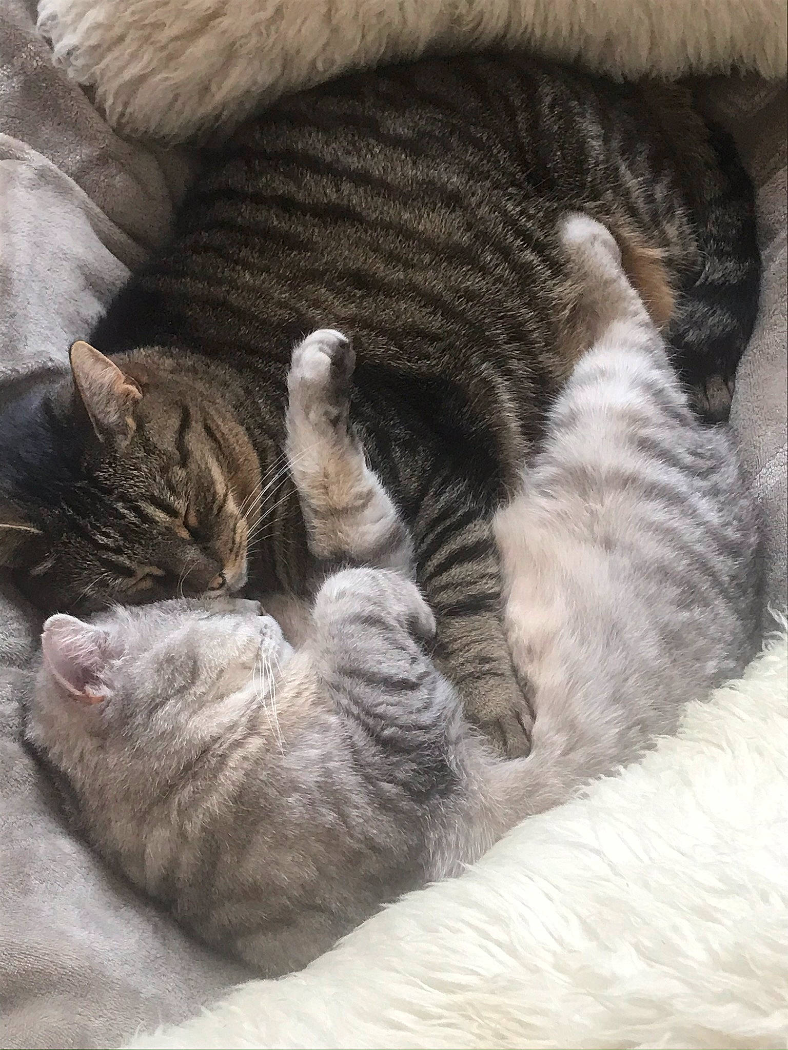 Koukou a rejoint le concours — aidez-le/la à gagner de superbes lots ! british_shorthair, carnivore, cat, cat_bed, claw, domestic_short_haired_cat, dragon_li, european_shorthair, fawn, felidae, fur, kitten, nap, paw, polydactyl_cat, sleep, small_to_medium_sized_cats, tabby_cat, tail, whiskers