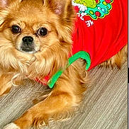 Rocky joined the competition — help win amazing prizes! adorable, animal, brown_fur, cartoon_design, close_up, costume, cute, dog, floor, fluffy, green_trim, indoor, long_hair, looking_at_camera, lying_down, pet, portrait, red_clothing, small_dog, wood_floor