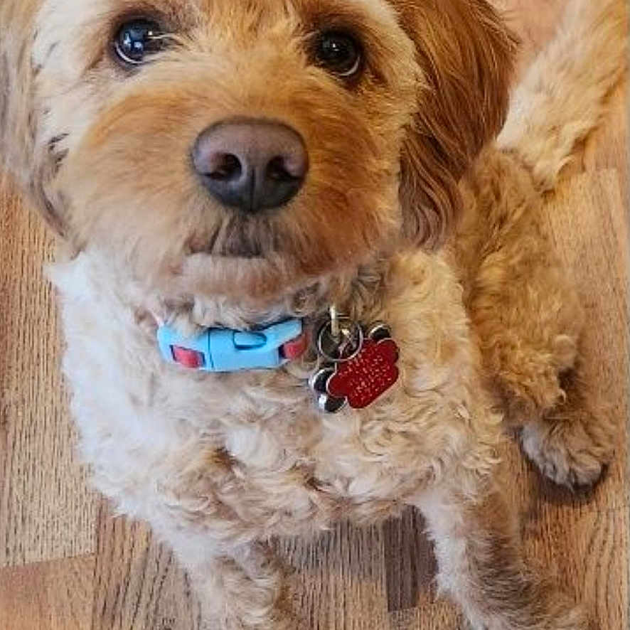 Milo is registered to the contest to win money with this photo: accessories, animal, ball, canine, cockerspaniel, collar, dog, indoors, interiordesign, leash, pet, poodle, puppy, sport, strap, tennis, tennisball, terrier, whitedog, wood