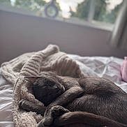 Albie joined the competition — help win amazing prizes! bed, blanket, cat, comfort, cozy, curled_up, domestic_animal, feline, fur, gray_cat, indoor, natural_light, peaceful, pet, quiet, relaxation, resting, sleeping, soft_texture, window