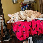 Rusty is registered to the contest to win money with this photo: blanket, cat, cat_tree, cozy, curious, curtains, flowers, fur, furniture, ginger_cat, green_eyes, home, indoor, lamp, paw_print, pet, relaxed, table, whiskers, wooden_chair