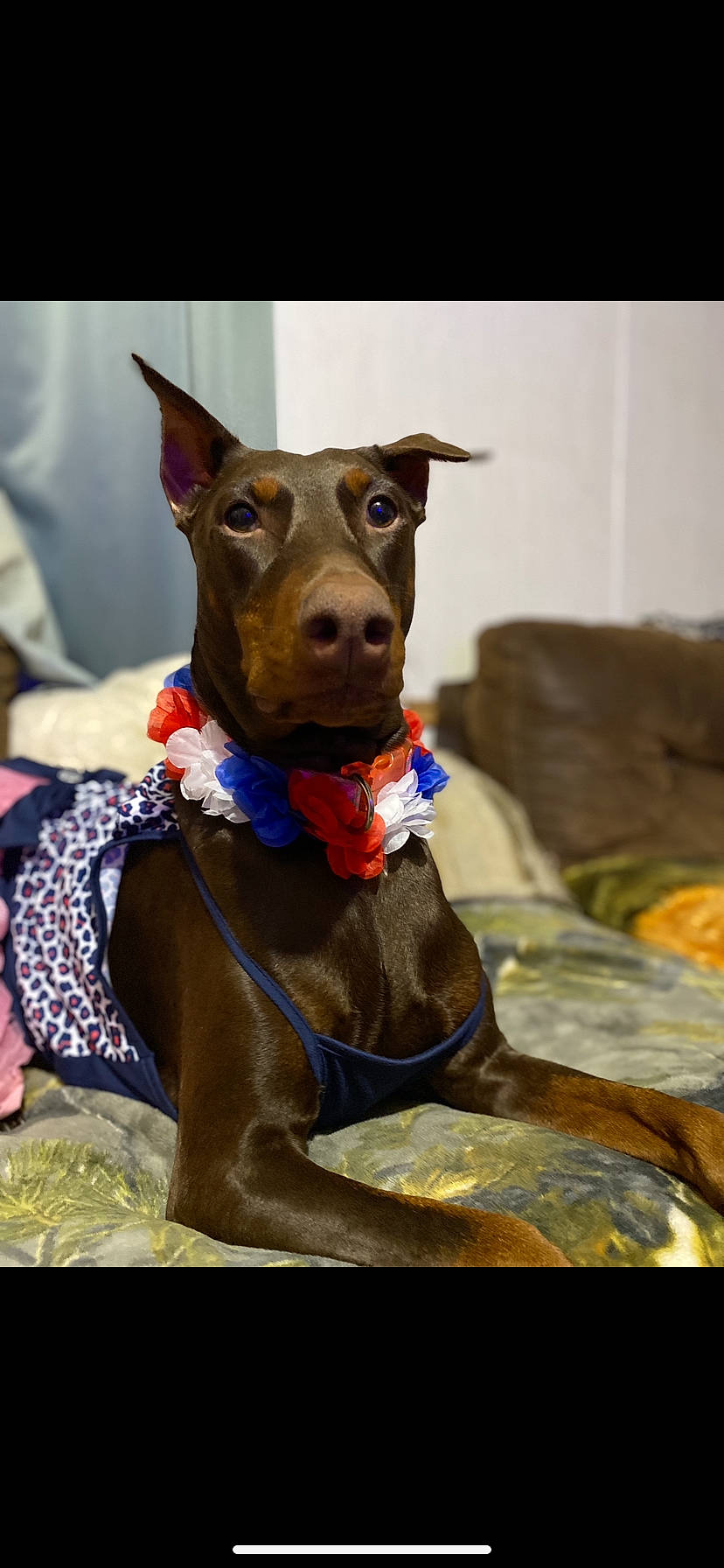 Dottie joined the competition — help win amazing prizes! canidae, carnivore, collar, companion_dog, dog, dog_breed, dog_clothes, dog_collar, dog_sports, dog_supply, fashion_accessory, fawn, liver, pet_supply, rampur_greyhound, sighthound, snout, sporting_group, whiskers, working_animal