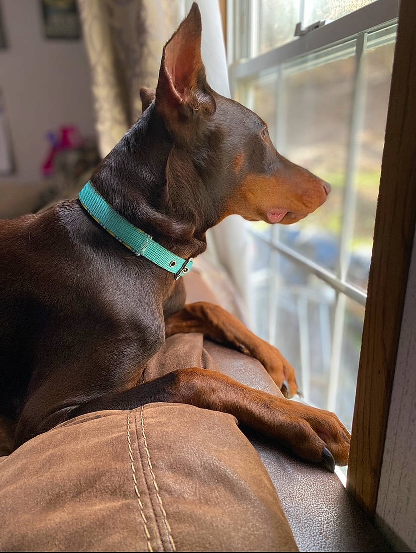 Dottie joined the competition — help win amazing prizes! canidae, carnivore, collar, comfort, companion_dog, dobermann, dog, dog_breed, dog_collar, ear, fawn, guard_dog, liver, pinscher, snout, sporting_group, toy_dog, whiskers, window, working_animal
