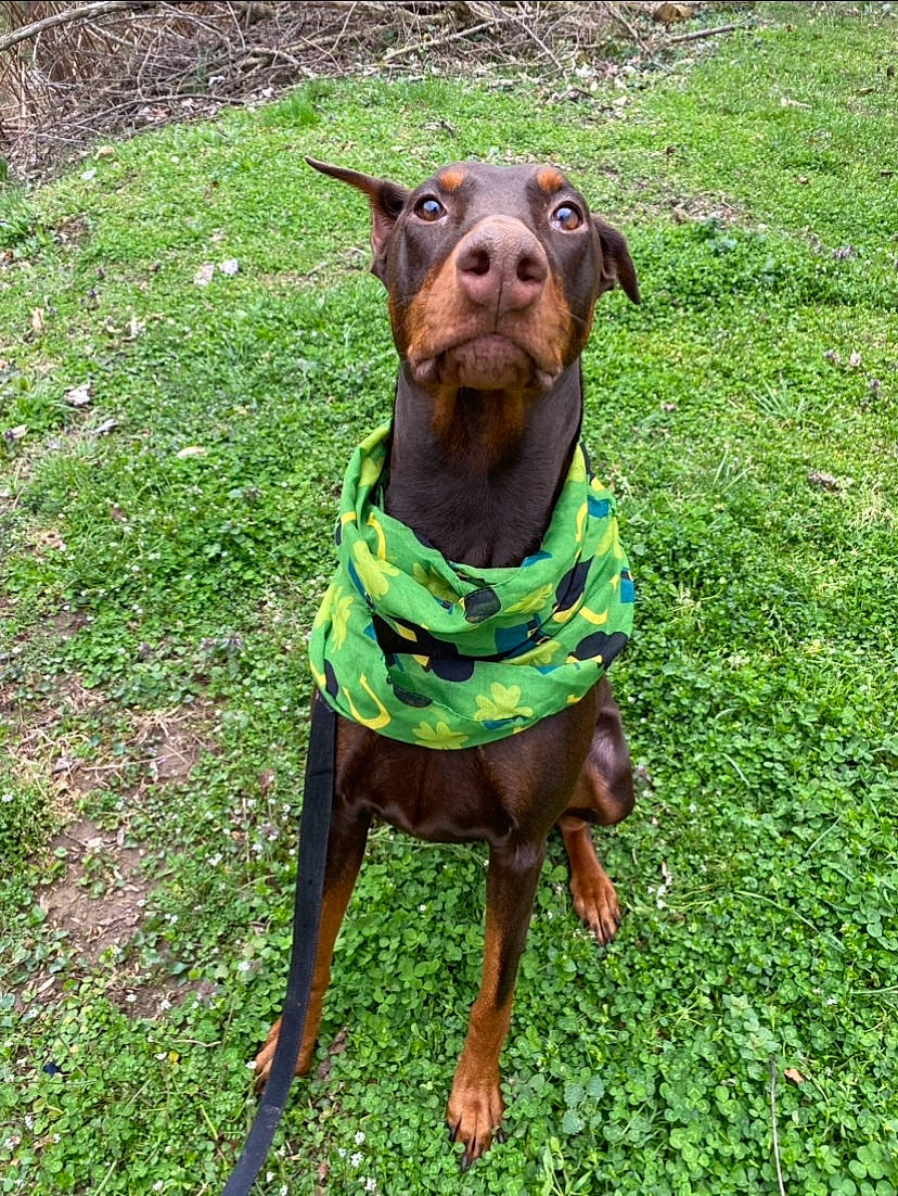 Dottie is registered to the contest to win money with this photo: canidae, carnivore, collar, companion_dog, dog, dog_breed, dog_clothes, dog_collar, dog_supply, fashion_accessory, fawn, grass, liver, pet_supply, pinscher, snout, sporting_group, whiskers, working_animal, working_dog